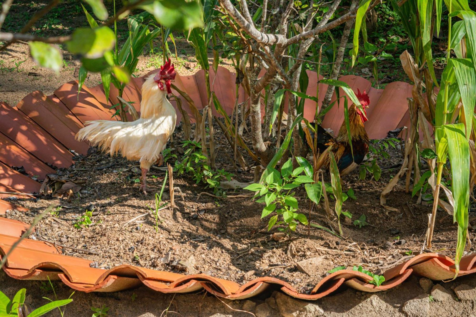 Saíra Recanto De Serra Mulungu (Ceara)